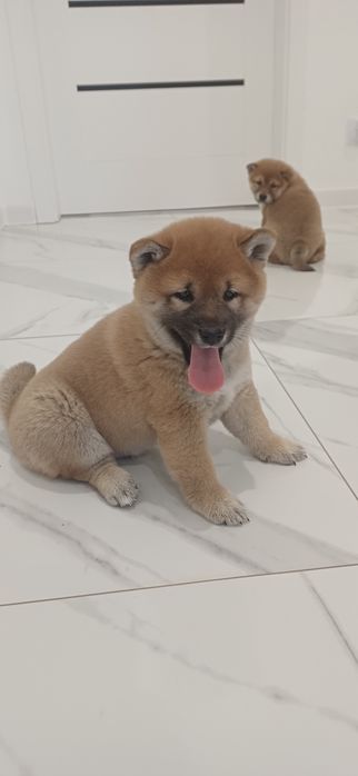 Piesek shiba inu