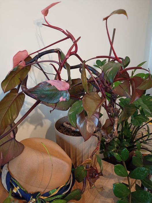 Philodendron princess pink
