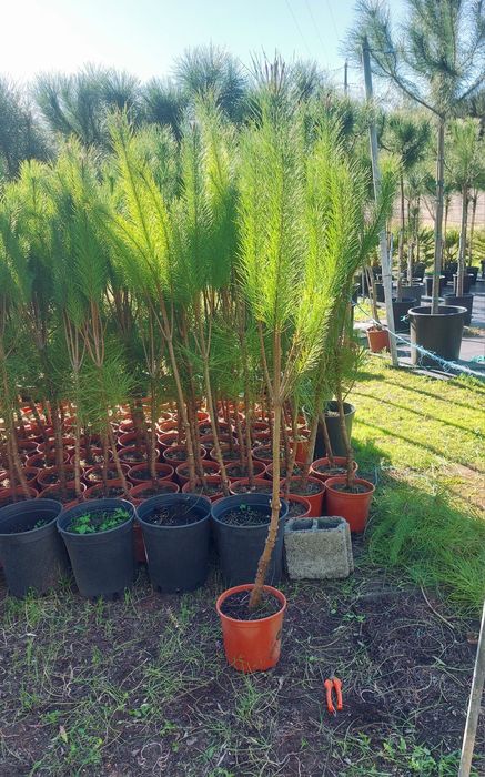 Lote 30 pinheiros mansos 1.30/1.40