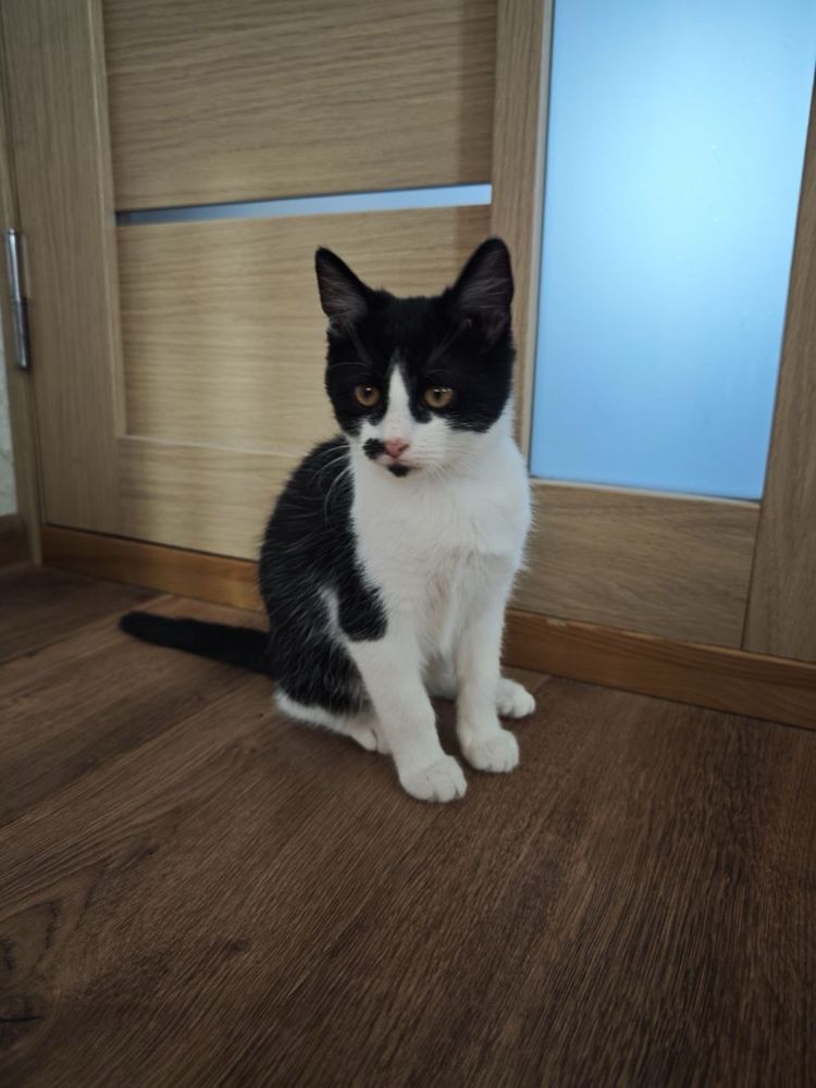 Котик в добрі руки