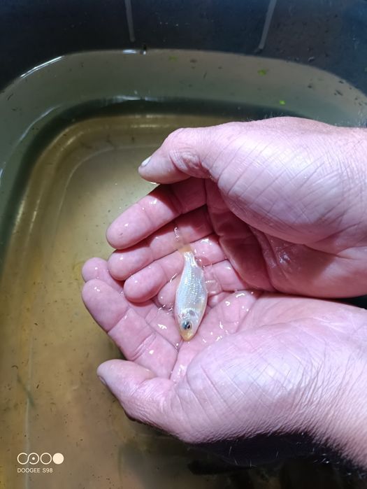 Carpas Koi variadas tamanho de 5 a 15 cm