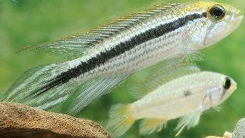 Casal de Apistogrammas Agassizii Rio Téfe