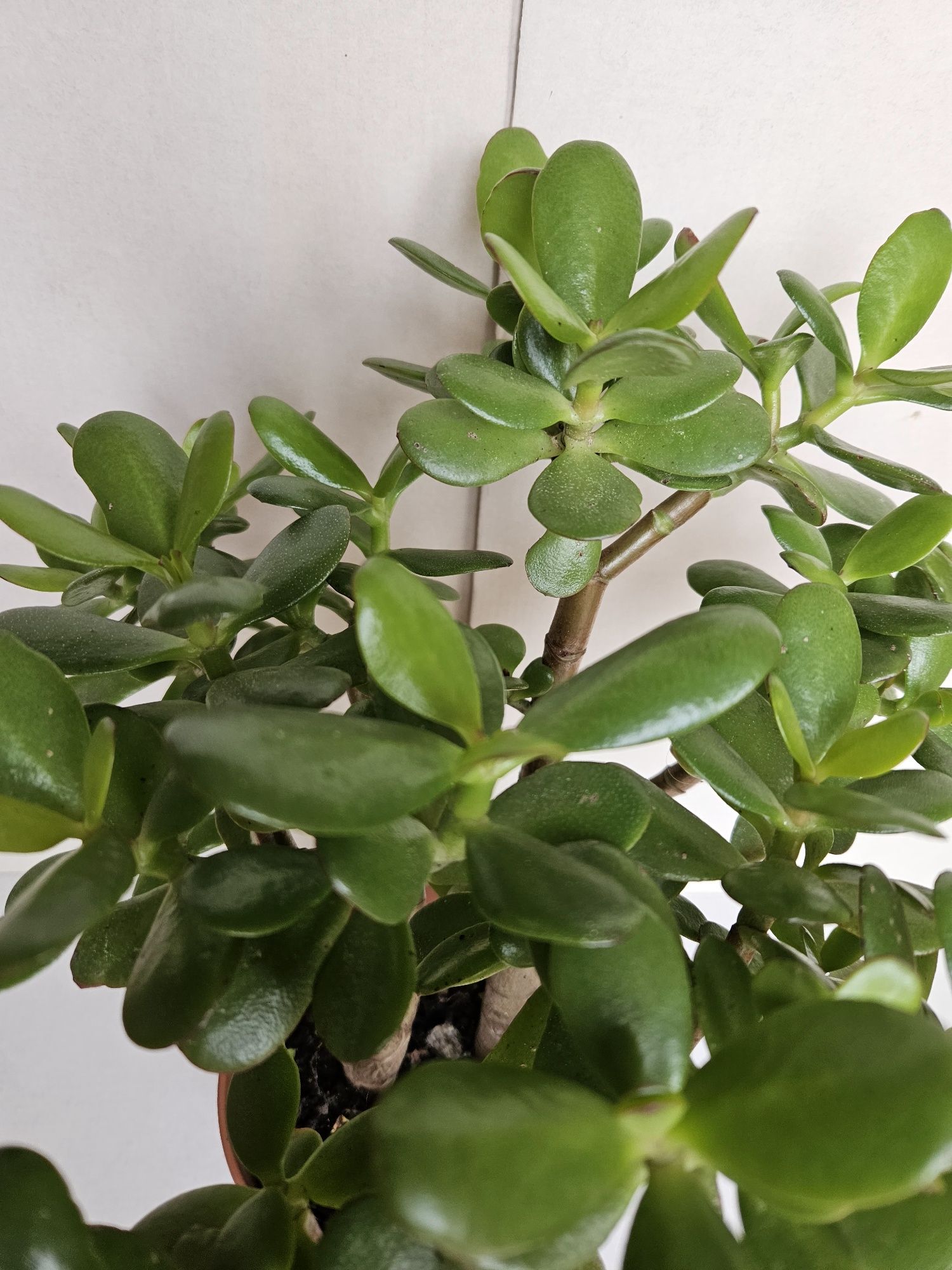 Suculenta Planta Jade Vaso 12 cm
