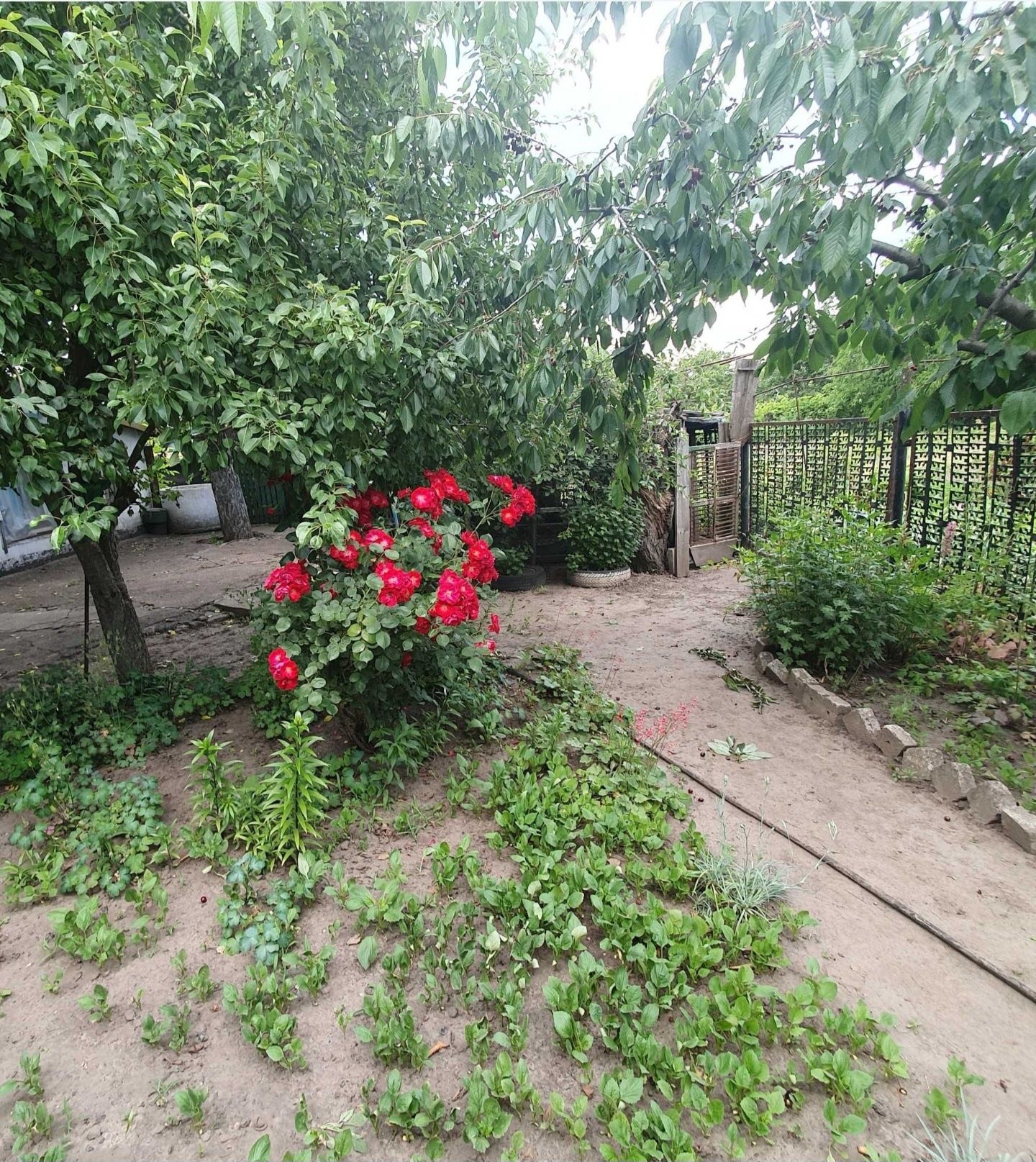 Продам уютный дом в Диевке
