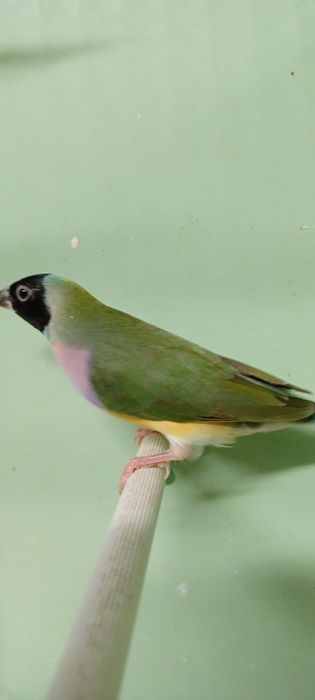 Amadyna Wspaniała Para