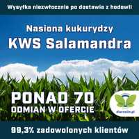 Kukurydza KWS Salamandra F1, C1, opak. 50 tys.n. | dlaroslin.pl