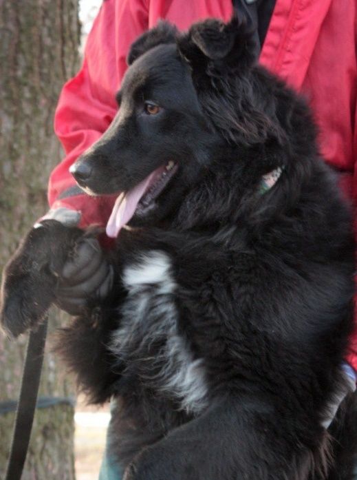 Красавица ищет дом и хозяина