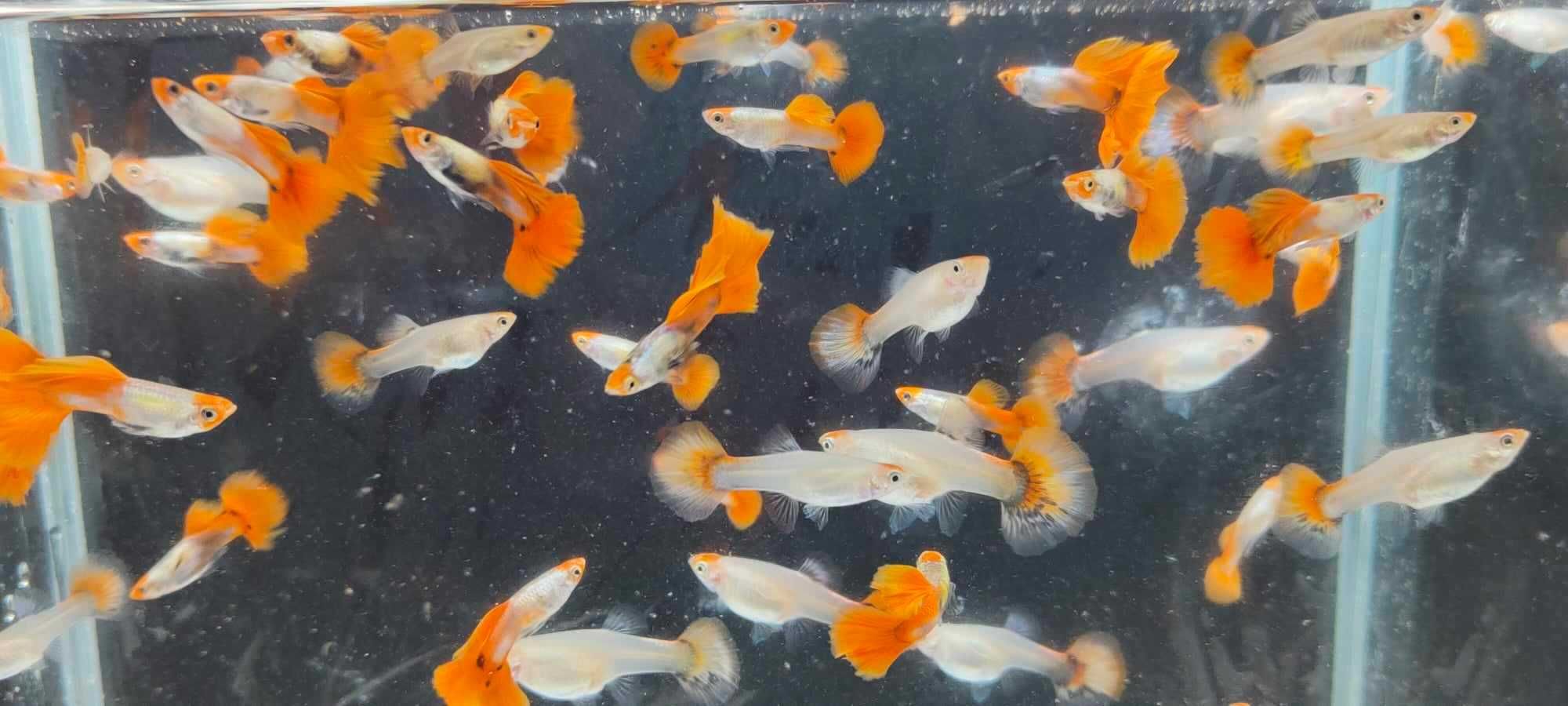 Gupik , gupiki koi platinum red tail
