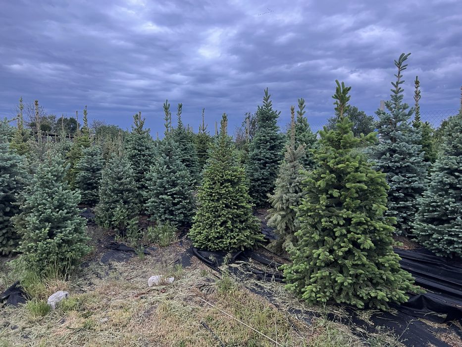 Ялина зелена Кейбаб (Kaibab) в грунті, жива ялинка, Ель зеленая