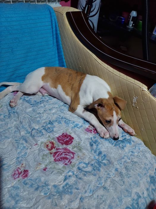 Chart Angielski Whippet  piesek