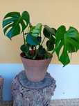 Monstera (costela de Adão)