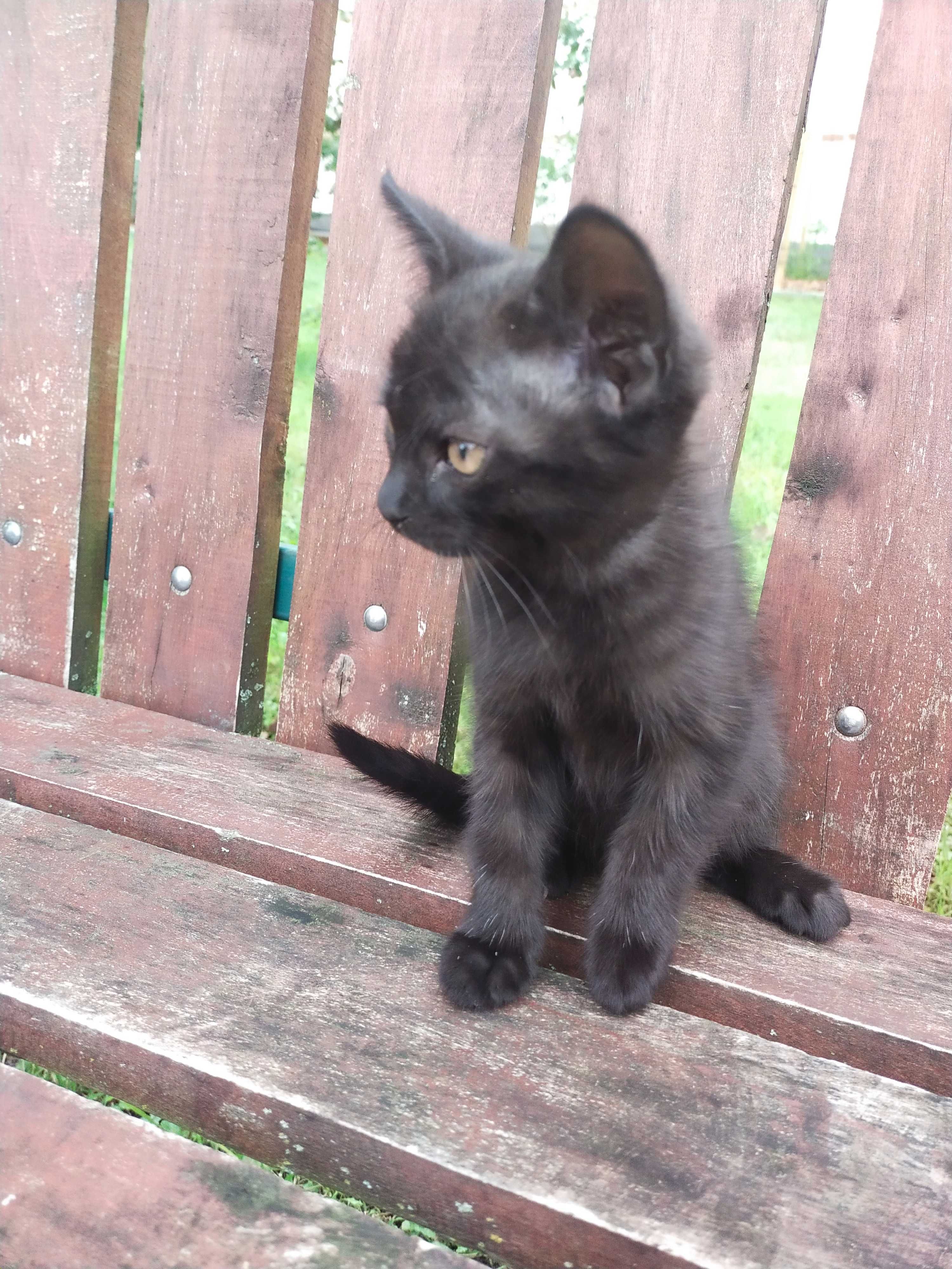 Kotek do adopcji
