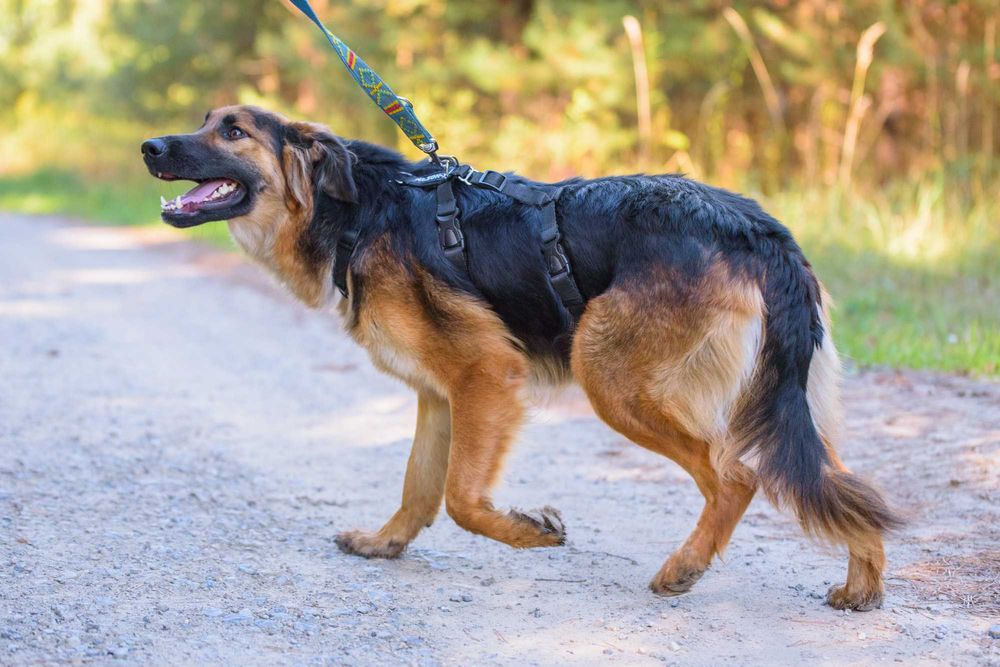 Młodziutka łagodna długowłosa sunia w typie ON - adoptuj Chikitę