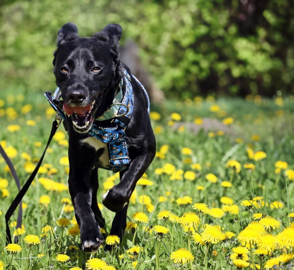 MAJLO | super aktywny, wesoły i przyjaźnie nastawiony ala labrador