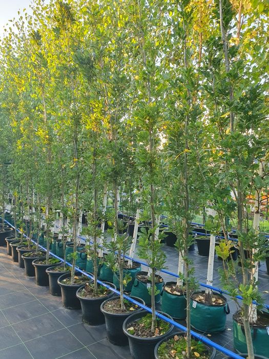 Drzewa alejowe- brzoza, platan, dąb, grab, klon, robinia, jarząb i inn