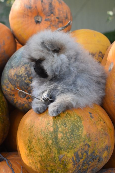 Дівчинка мішка