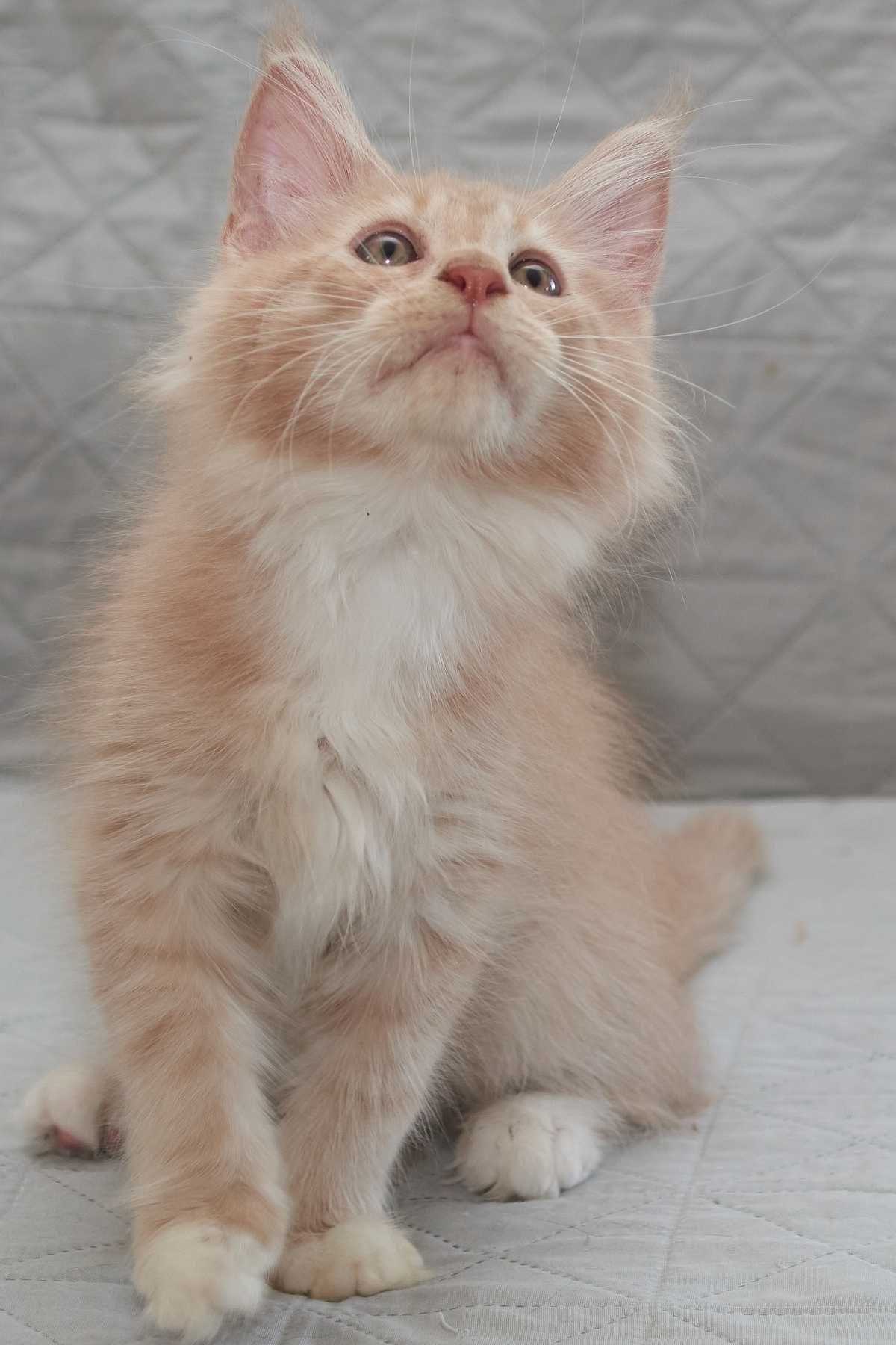 Maine Coon kremowy z białym kocurek Jeremi Nannarella*PL
