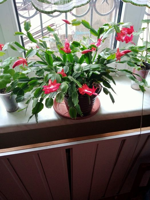 вазон многолітній шлюмбергеру