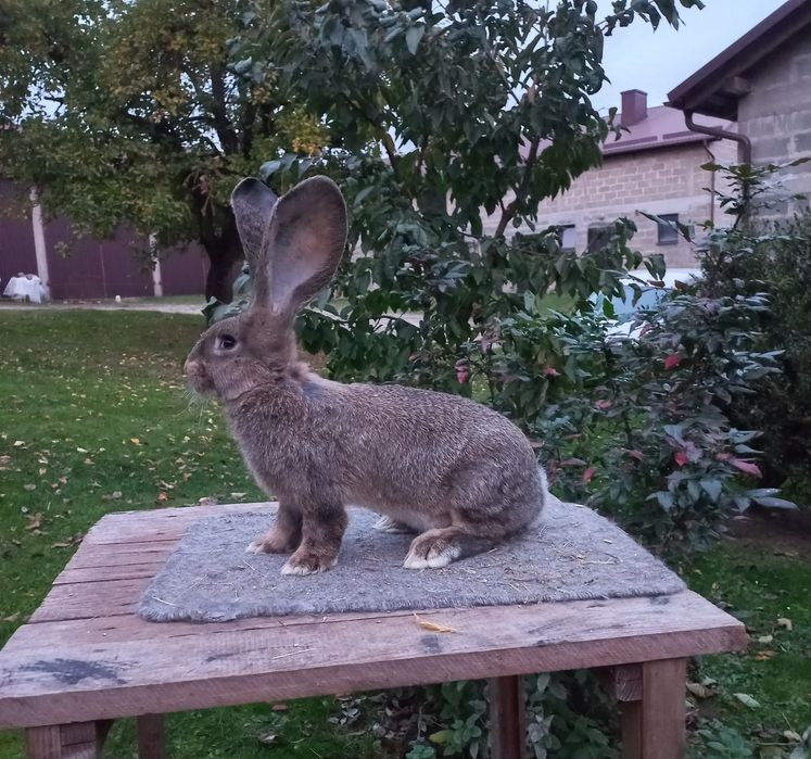 Belgijski olbrzym szary samiec rodowód