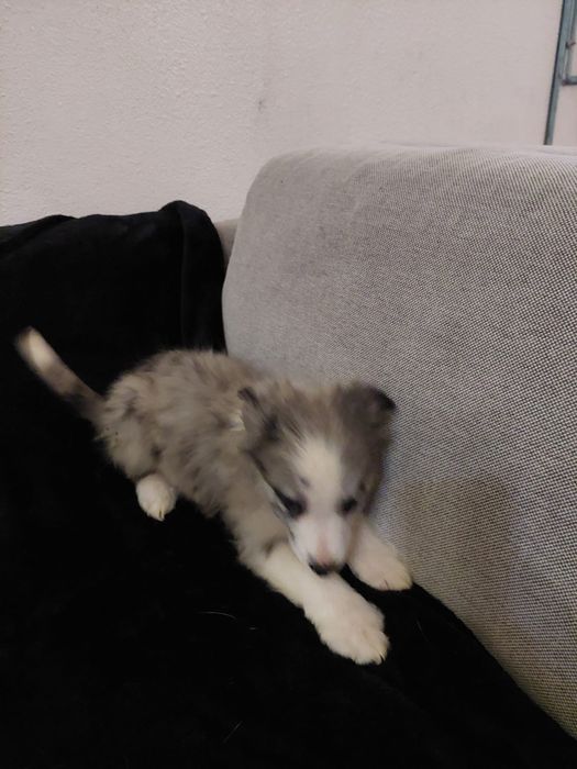 Border collie C/LOP/RI