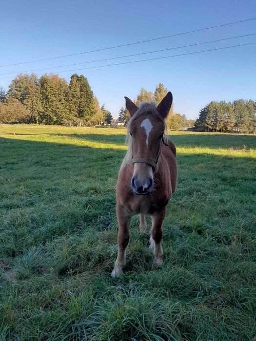 Klacz rasy polski koń zimnokrwisty