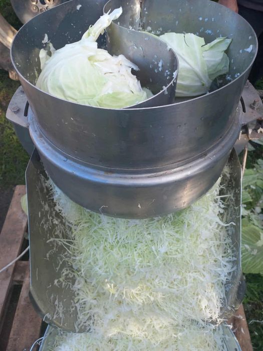 Kapusta szatkowana, ziemniaki jadalne Queen Anne, Soraya.