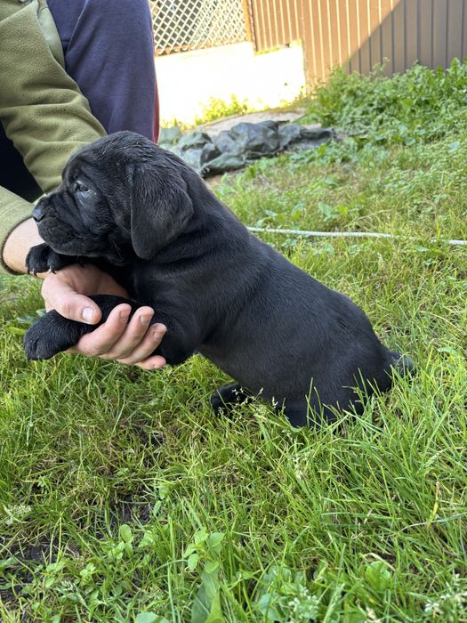 Кане корсо песики