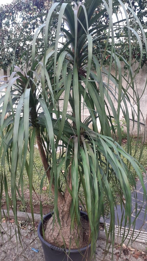Plantas e árvores
