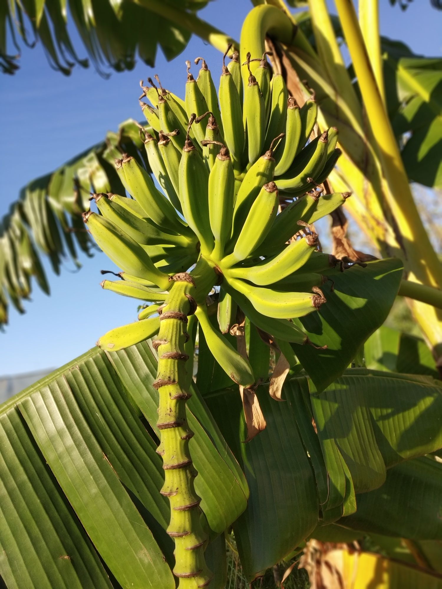 Bananeiras com altura de. 1 ; metro