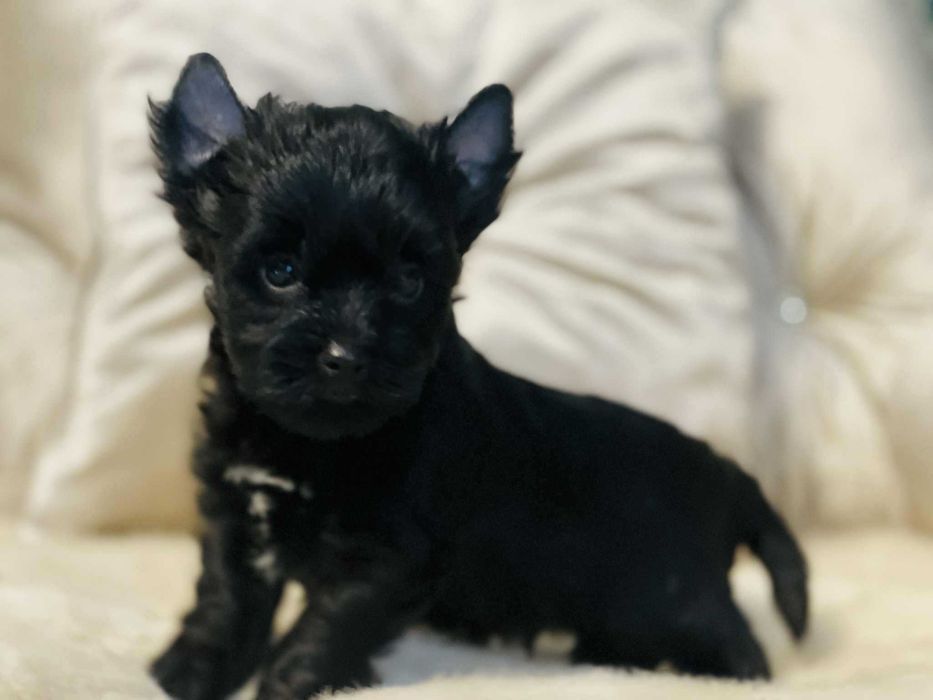 York czarny - nie wybarwi się. Po obojgu czarnych rodzicach.