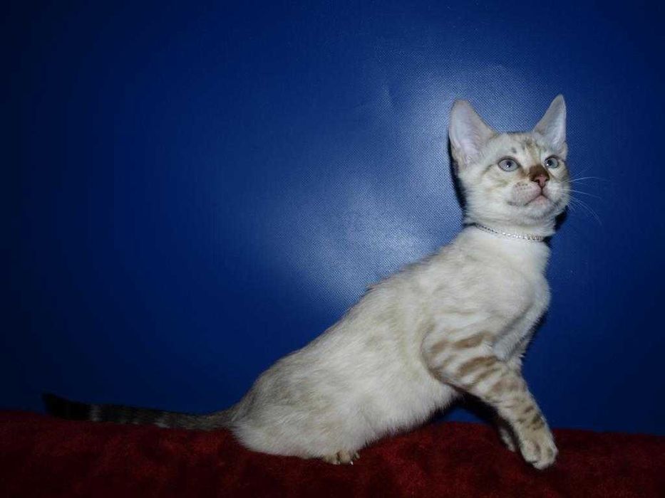 Бенгальские котята снежного окраса . Мальчики и девочки. Документы.