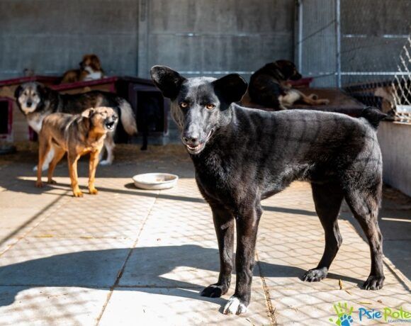 Przyjazny piesek MŁOCIO szuka domku!