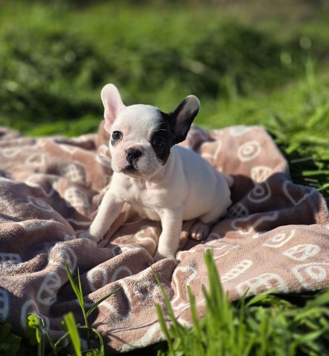 Maravilhosa! Buldogue Francês Fêmea Preta e Branca