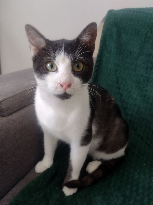 Piękny kotek szuka własnych ludzi