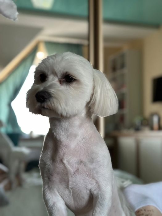 Вʼязка Мальтійська Болонка