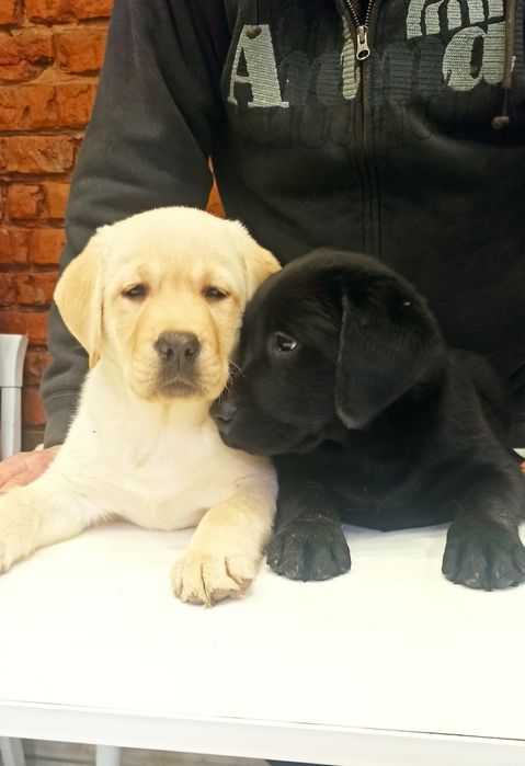 Лабрадор- ретривер КСУ