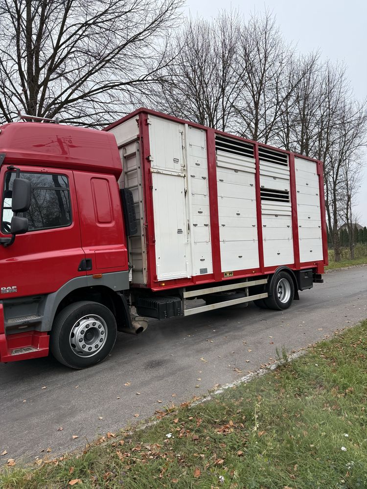 DAF CF360 do przewozu zwierząt