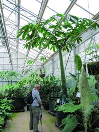 Dziwidlo Olbrzymie Amorphophallus Titanum