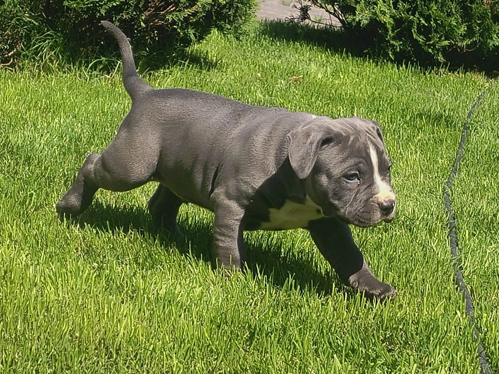 Amstaff Stanford terier szczeniaczek gotowy na zmianę domu