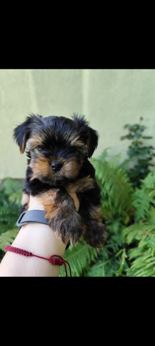 Yorkshire Terrier