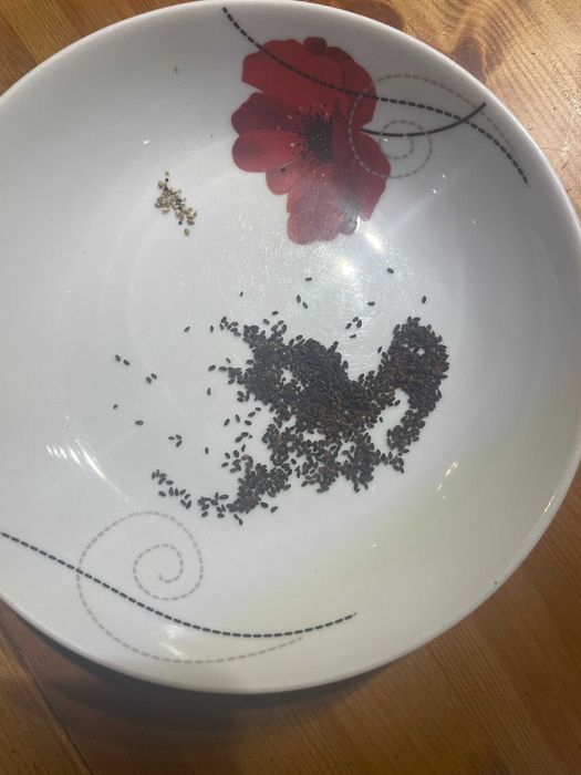 Facelia ekologiczna czystość 97%