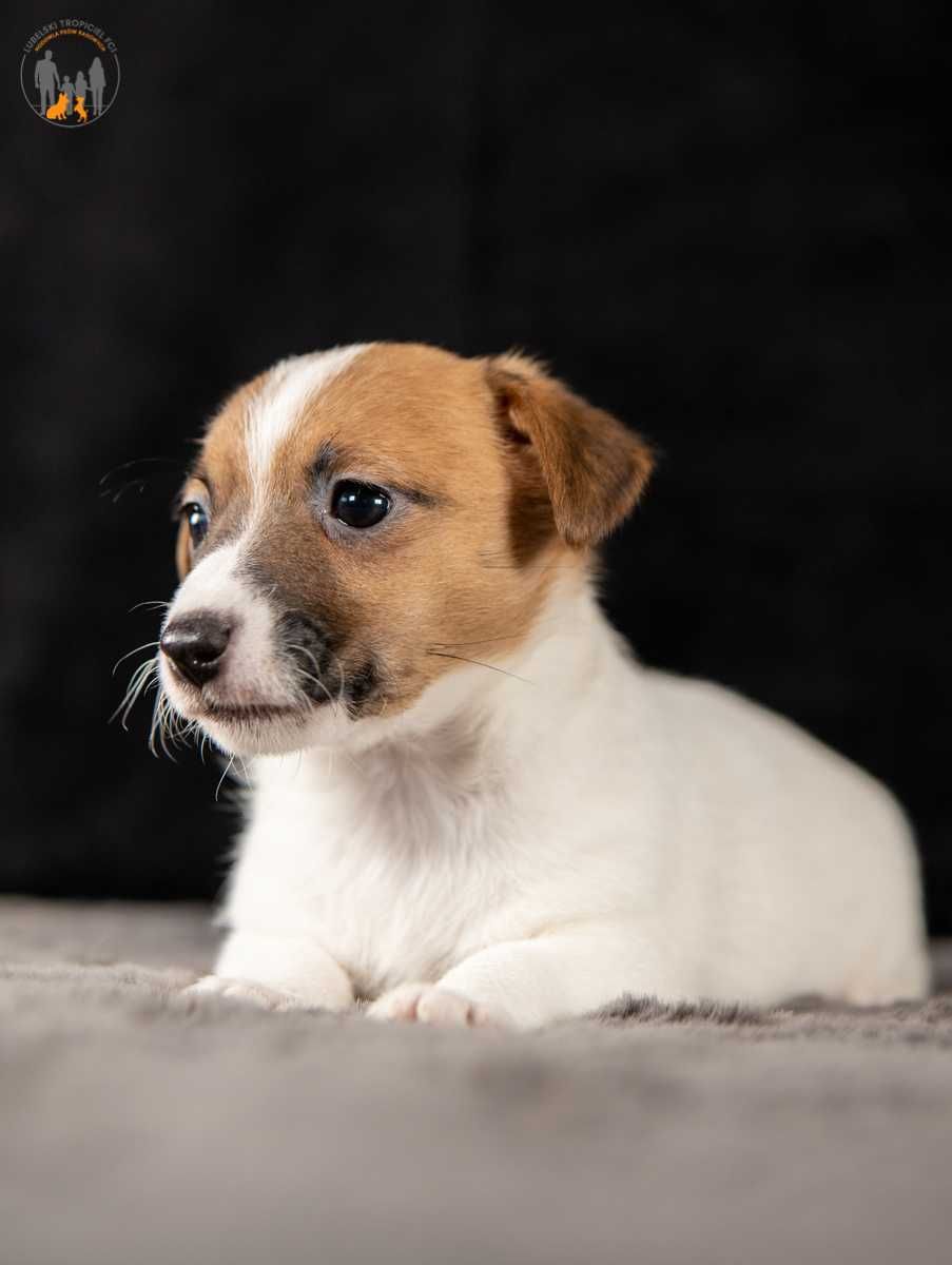 Jack Russell Terrier ZKwP FCI suczka k.włos