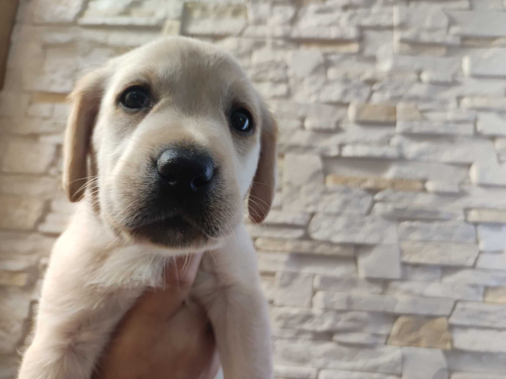 Labrador Retriever JUŻ SĄ - domowe