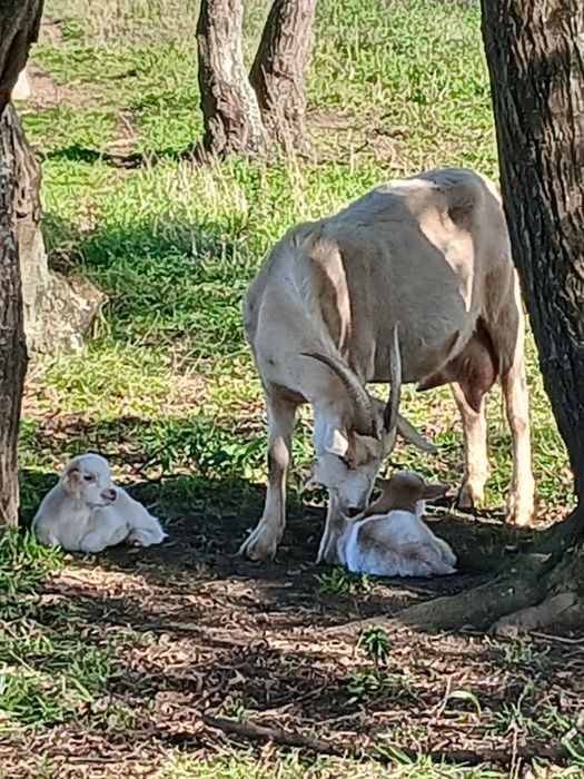 5 cabras e 9 cabritos
