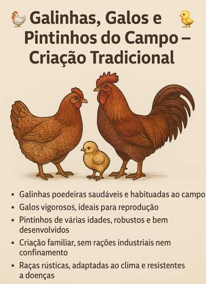 Galinhas, Galos e Pintinhos do Campo – Criação Tradicional