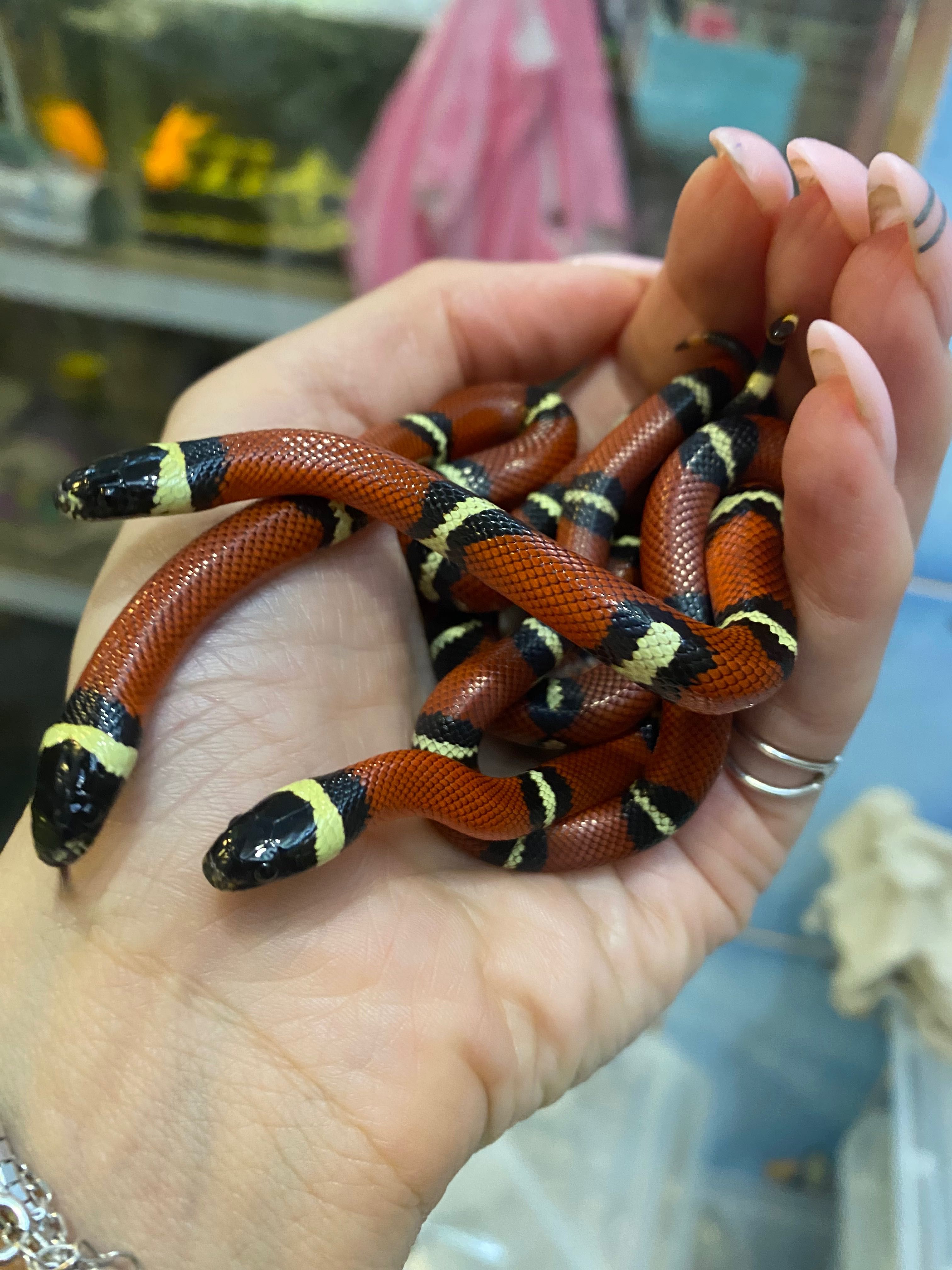 Синалойская молочная змея - Lampropeltis triangulum sinaloae