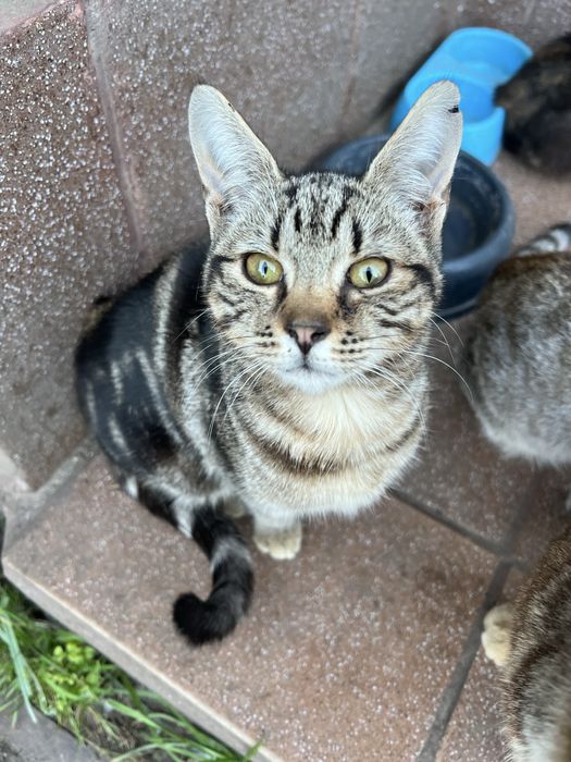 Kotki koty male do adopcji za darmo