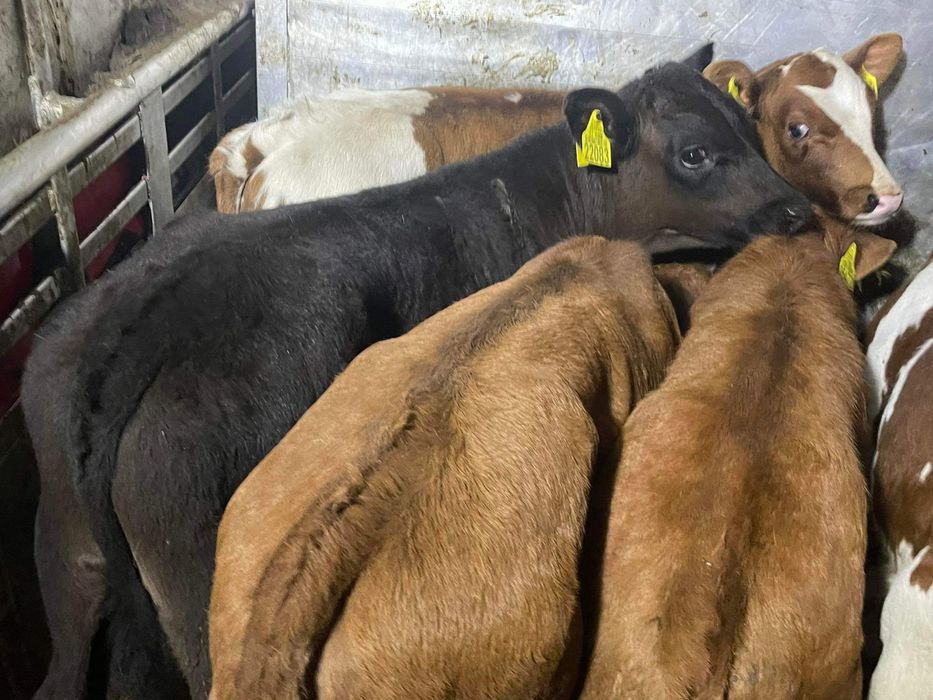 Cielaki odsadki byczki jałóweczki