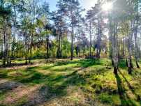 Jezioro Józefowo Drwęca własny las, 12km od Torunia 8000m2