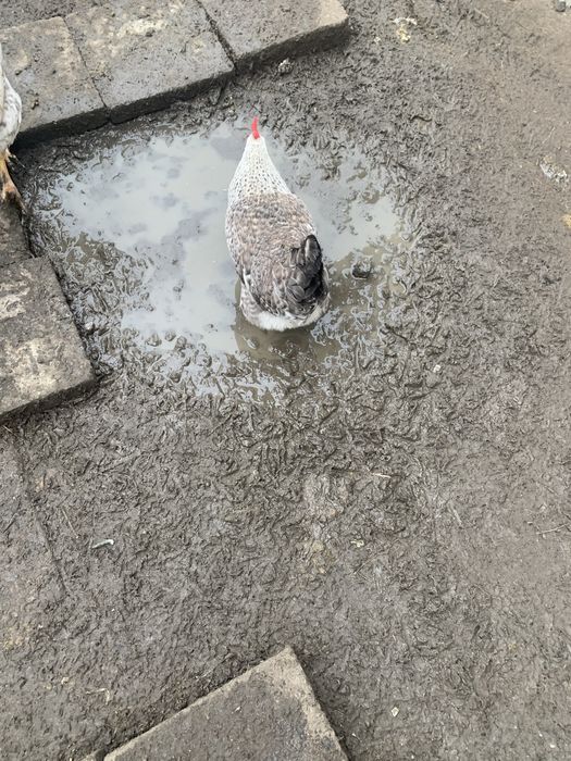 Продам кури бірківська барвиста.